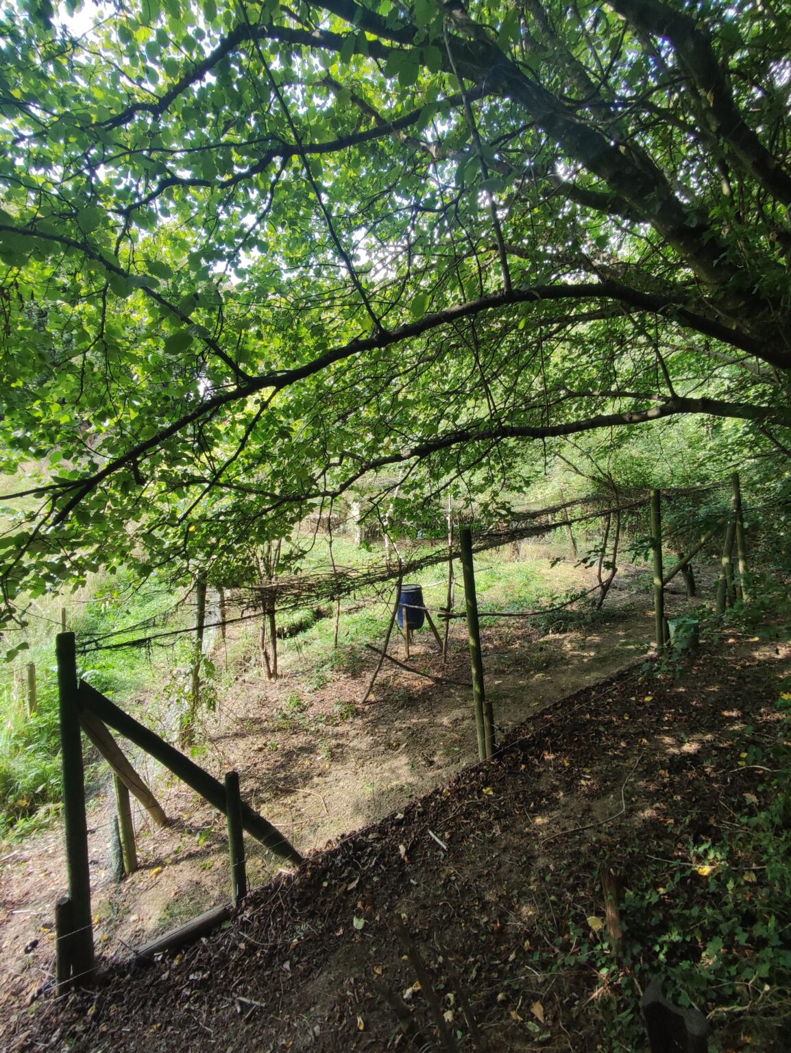 Enclos grillagé installé en sous-bois pour l’élevage de gibier.