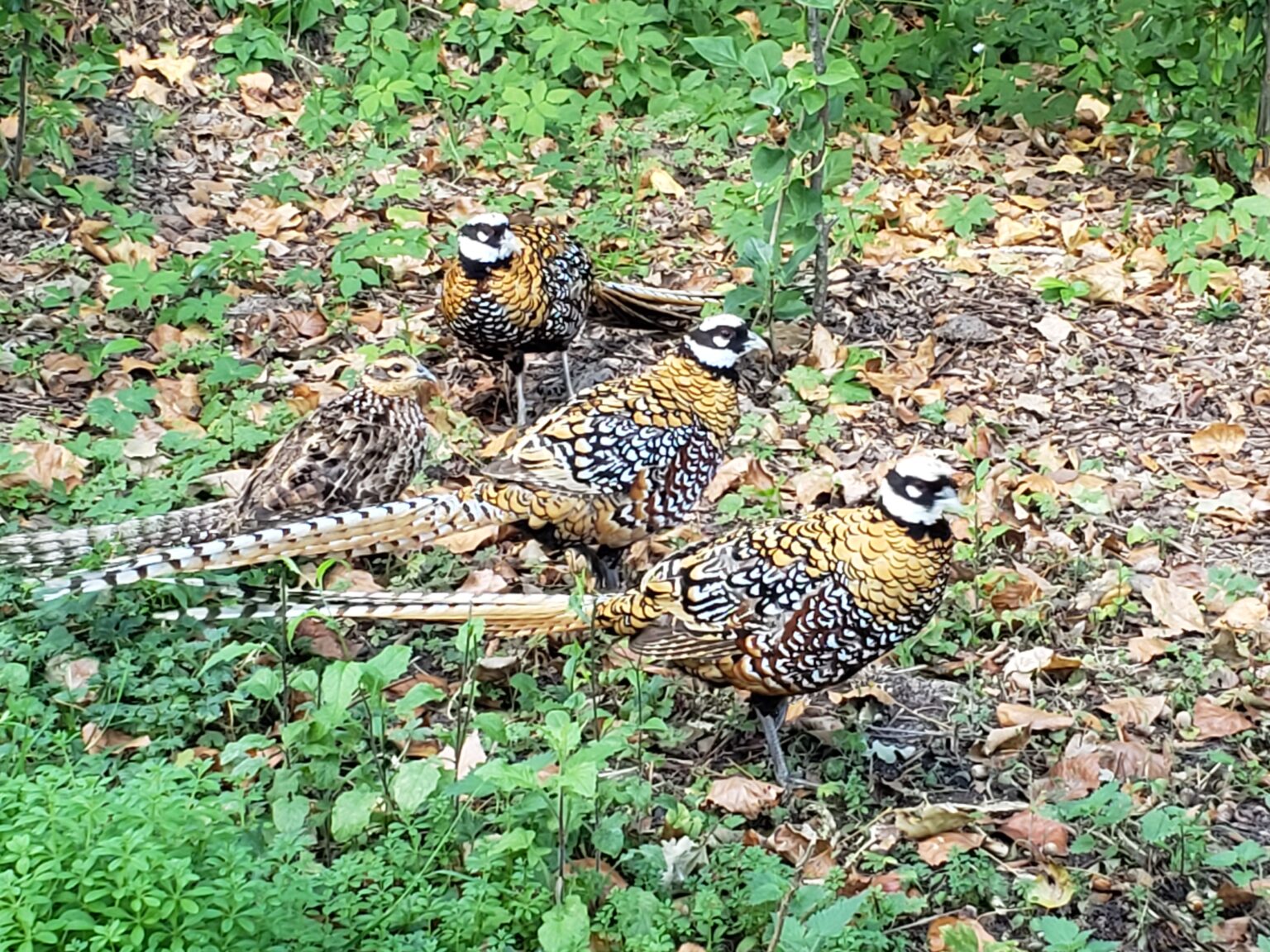 Faisans vénérés, espèce exotique relâchée pour la chasse, au sol en sous-bois.