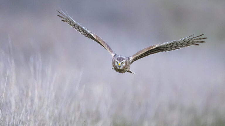 dans les champs des chasseurs continuent a eliminer des rapa