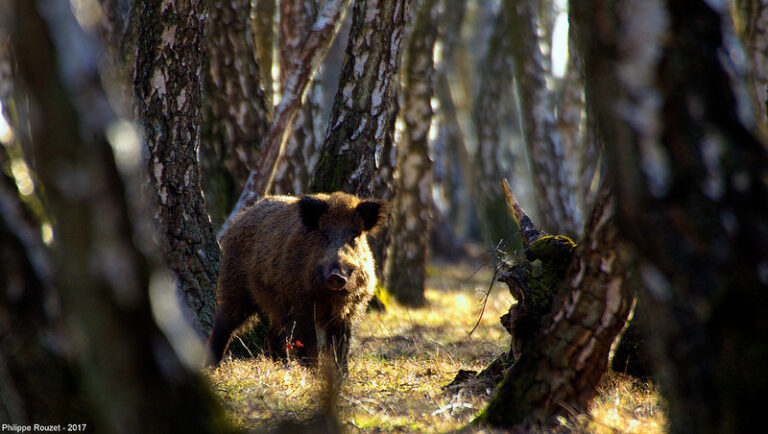 la chasse et la perte de biodiversite