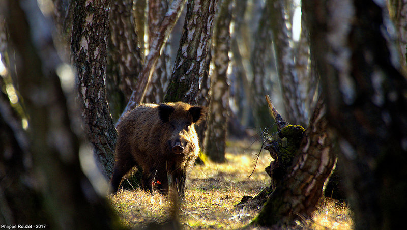 la chasse et la perte de biodiversite