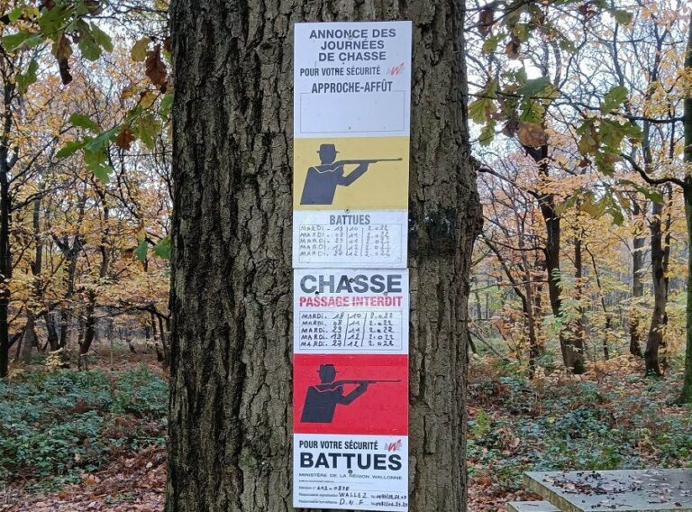 prolongation de la chasse en janvier pour les cinq prochaines annees une nouvelle occasion manquee de mieux partager la foret wallonne