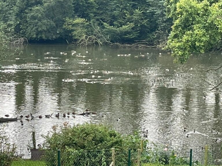 Etangs de Pallandt à Genappe : Interdiction de chasser les canards pendant 15 années