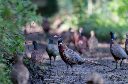 le ministre du bien etre animal botte en touche a propos des lachers massifs doiseaux delevage pour la chasse loisir
