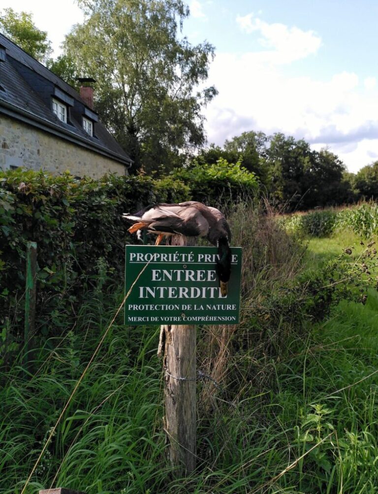 controverse autour de la chasse aux faisans et canards delevage