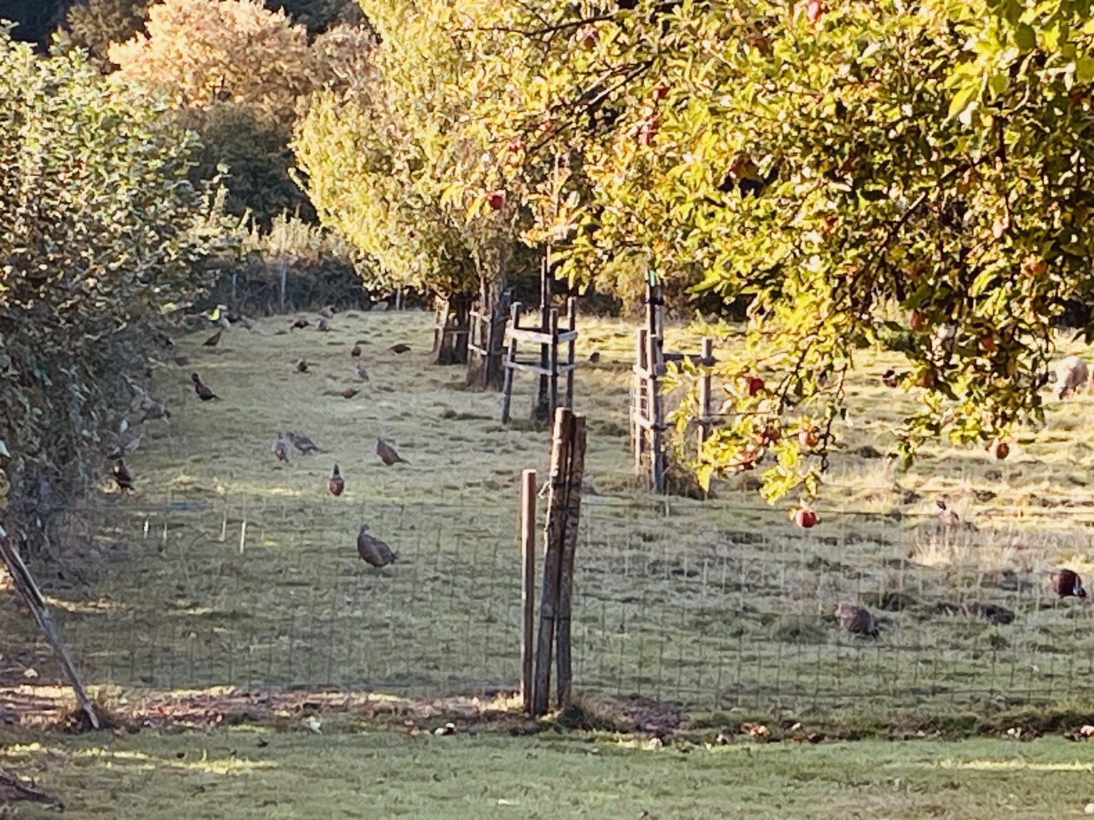 Faisans dans une prairie clôturée en bordure de hameau.