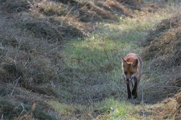 destruction irraisonnee renard roux wallonie