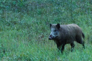 La chasse en Wallonie échoue dans sa gestion de la faune sauvage