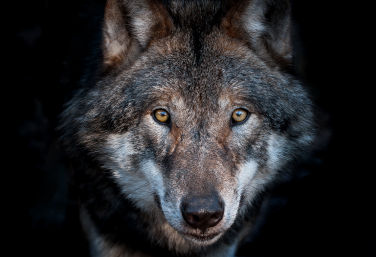 le statut du loup rabaisse en europe quel avenir pour les grands predateurs wallons