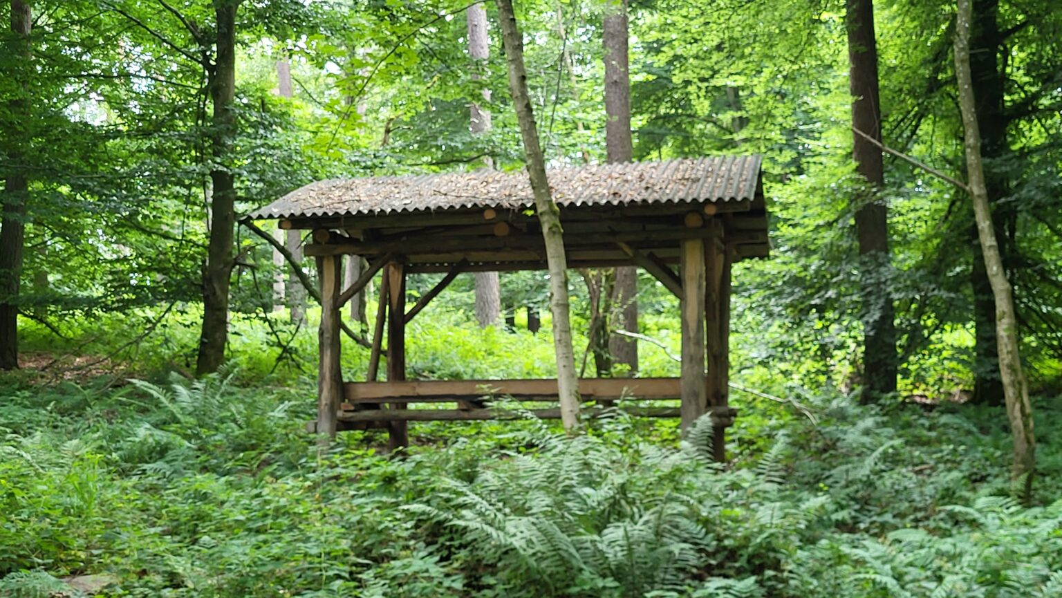 Abri de nourrissage en bois installé en pleine forêt.