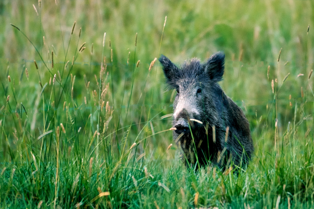 Un sanglier dans une plaine herbeuse.