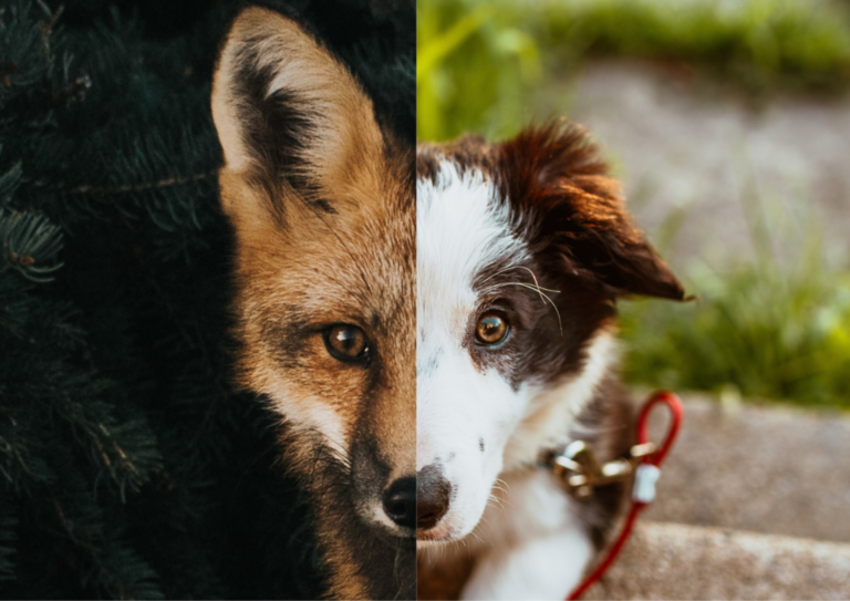 permis de detention dun animal et la chasse dans tout ca