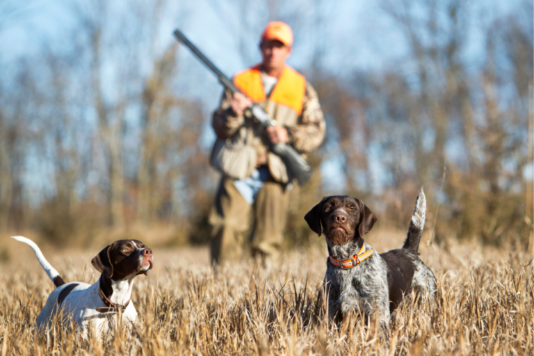 le bien etre animal enfin reconnu dans la pratique de la chasse en wallonie
