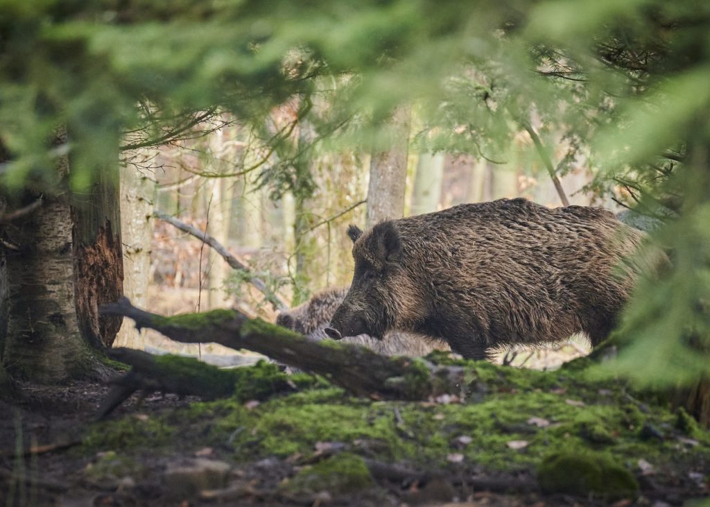 quand la chasse sinvite dans les jardins