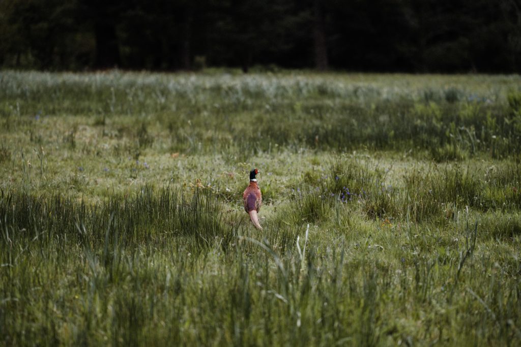 un lacher de faisans dans le cadre de la chasse de loisir responsable de la dispersion du virus h5n1 a clavier