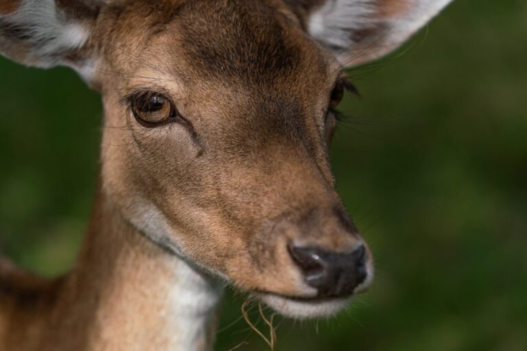la question animale vue sous langle juridique a deja fait couler beaucoup dencre