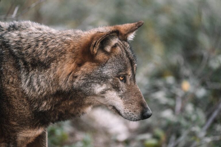 la regulation du loup doit etre mieux justifiee en europe