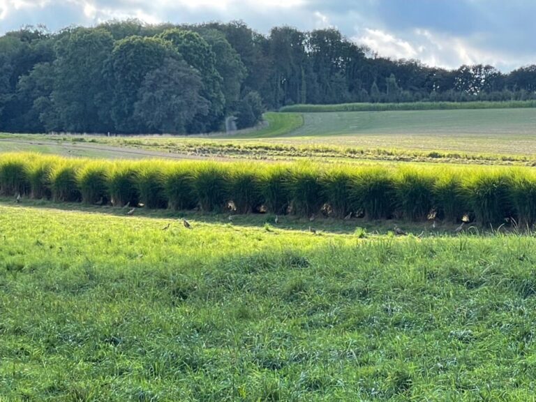limpact des lachers massifs doiseaux delevage sur la biodiversite