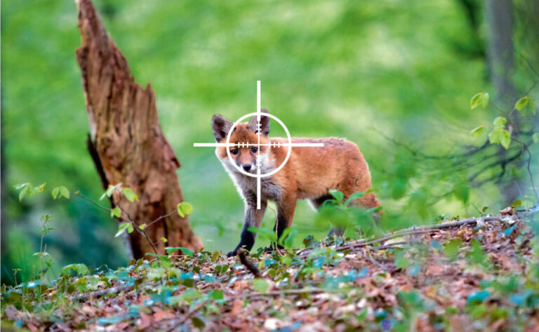 le collectif stop aux derives de la chasse lance une manifestation virtuelle