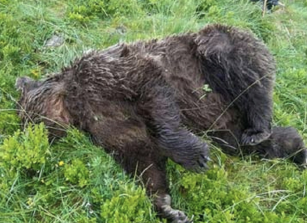 ces chasseurs qui se disent les meilleurs ecologistes