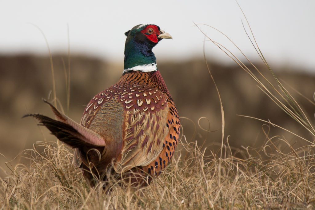 lethique de la chasse en question