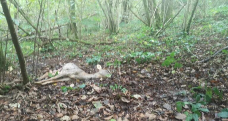 les derives de la chasse novembre 2024