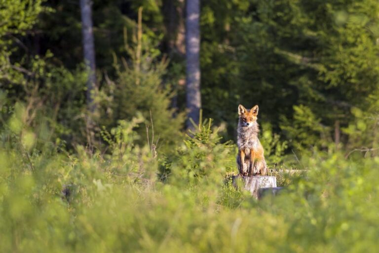 les derives de la chasse au parlement de wallonie simulacre de democratie