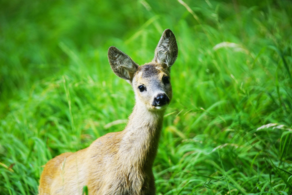 derive de la chasse en wallonie nos politiques dans le viseur
