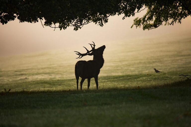 stop derives chasse engage
