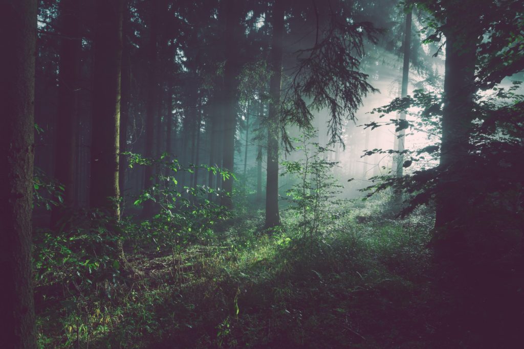 impliquez vous pour la foret de demain