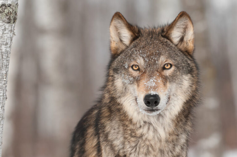 le retour du loup en belgique