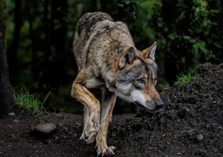 droit de reponse la regulation du loup par les chasseurs version 3