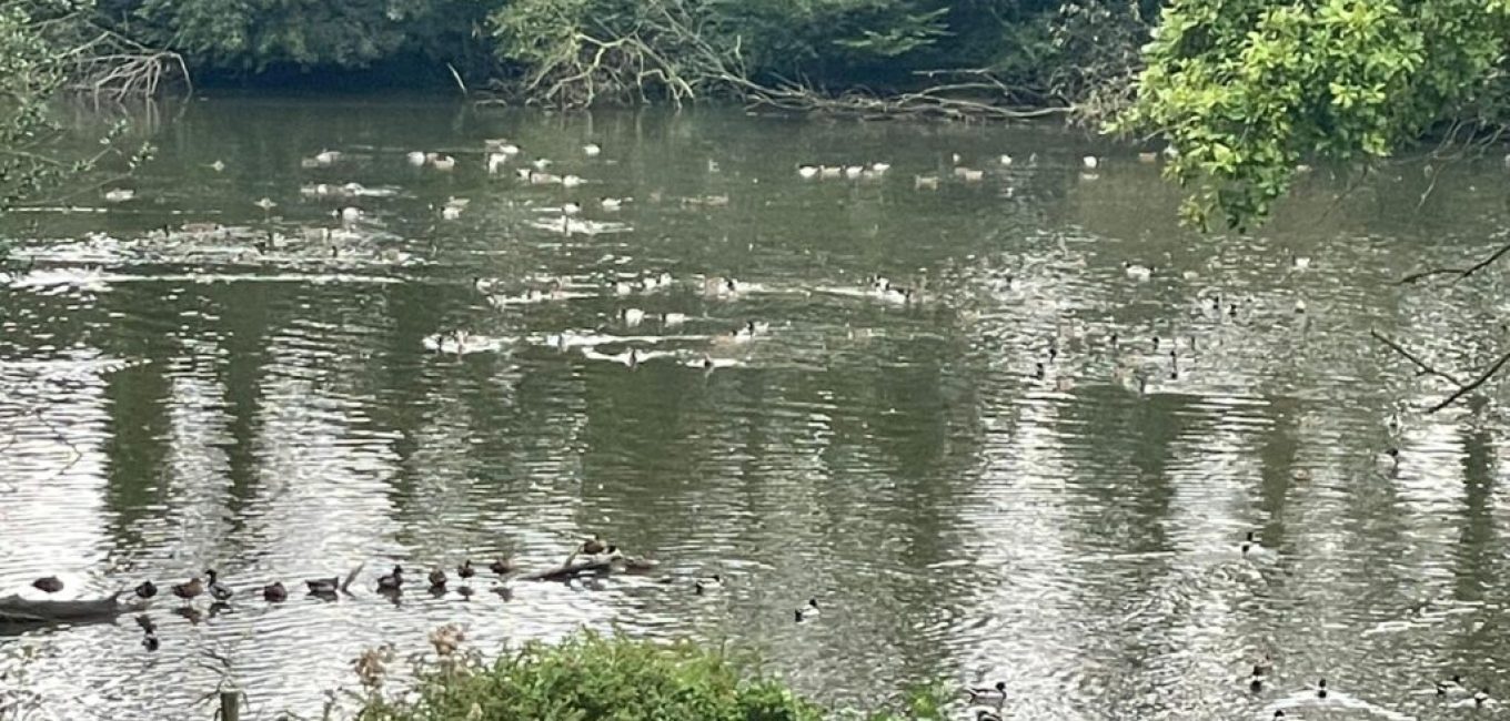 Etangs de Pallandt à Genappe : Interdiction de chasser les canards pendant 15 années