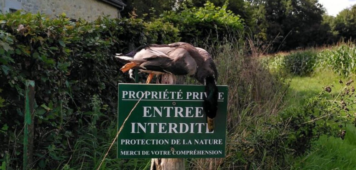 controverse autour de la chasse aux faisans et canards delevage