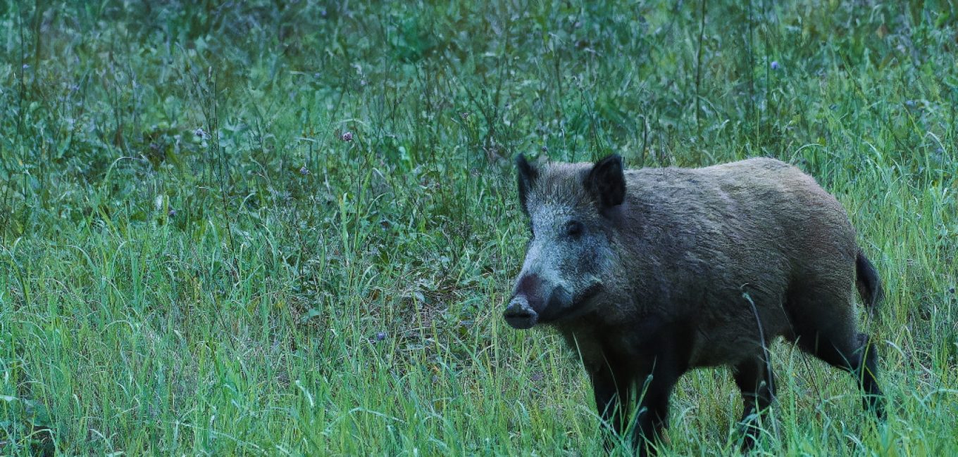 La chasse en Wallonie échoue dans sa gestion de la faune sauvage