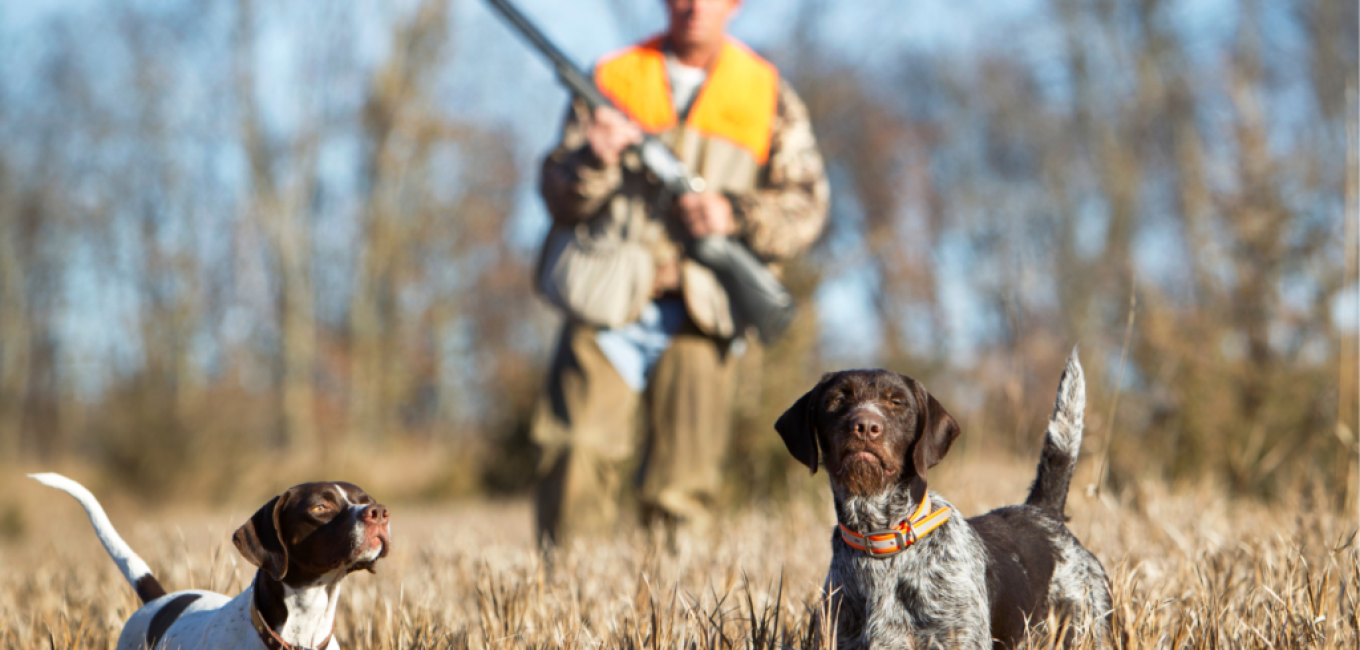 le bien etre animal enfin reconnu dans la pratique de la chasse en wallonie