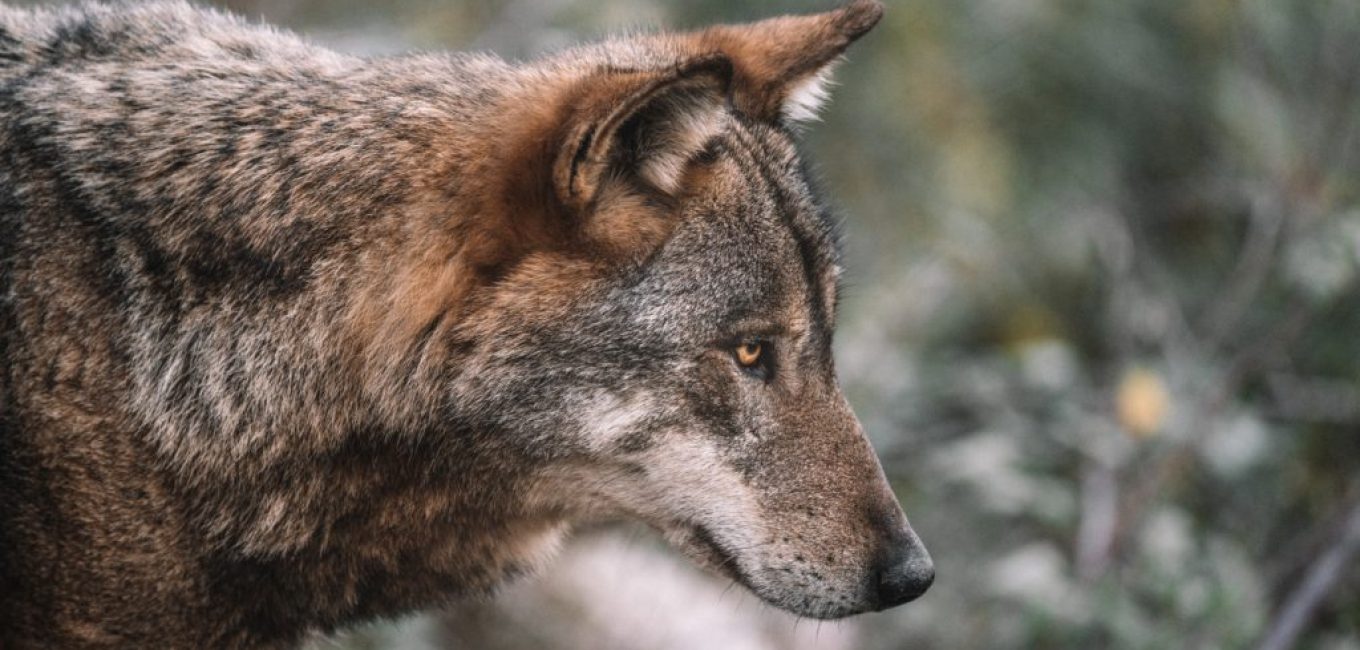 la regulation du loup doit etre mieux justifiee en europe
