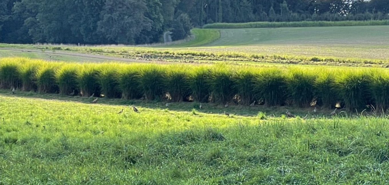 limpact des lachers massifs doiseaux delevage sur la biodiversite