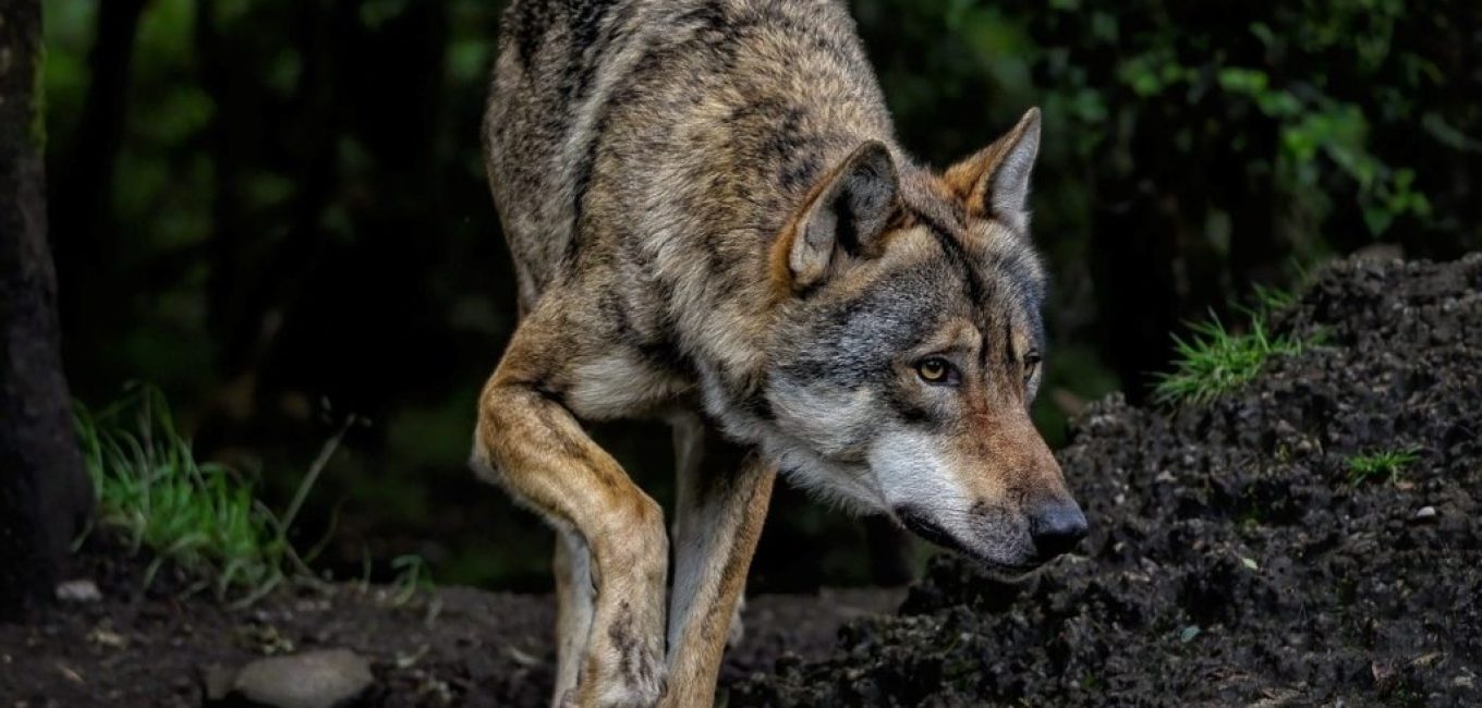 droit de reponse la regulation du loup par les chasseurs version 3